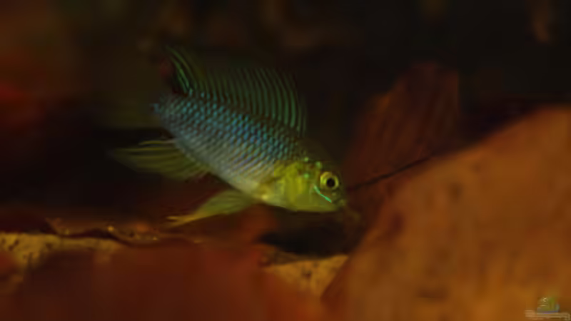 Besatz im Aquarium Kellerbecken von Cichlid Power (69)