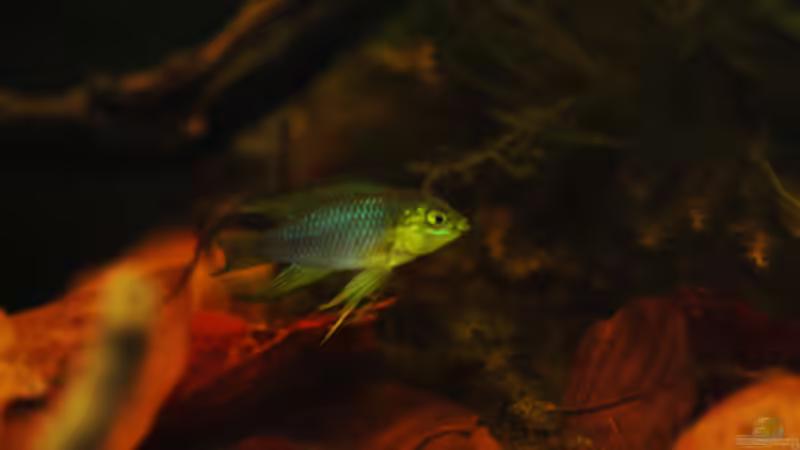 Besatz im Aquarium Kellerbecken von Cichlid Power (71)