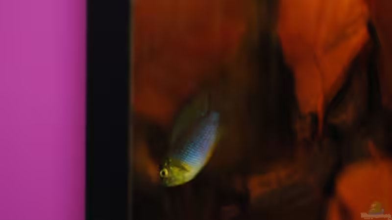 Besatz im Aquarium Kellerbecken von Cichlid Power (72)