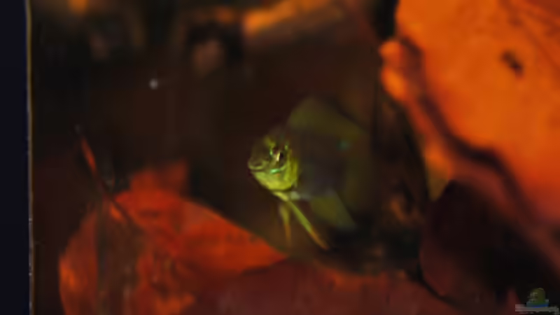 Besatz im Aquarium Kellerbecken von Cichlid Power (73)