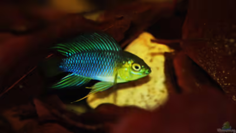 Besatz im Aquarium Kellerbecken von Cichlid Power (75)