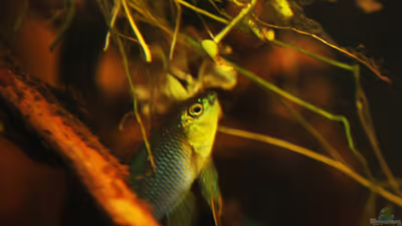 Besatz im Aquarium Kellerbecken von Cichlid Power (76)