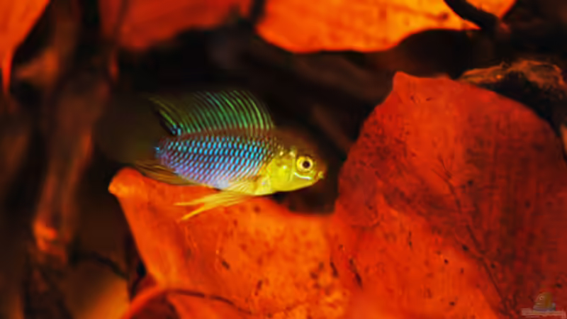 Besatz im Aquarium Kellerbecken von Cichlid Power (78)