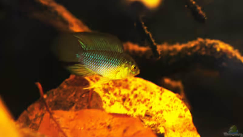 Besatz im Aquarium Kellerbecken von Cichlid Power (80)