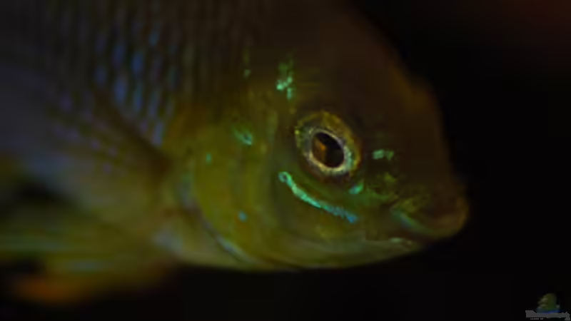 Besatz im Aquarium Kellerbecken von Cichlid Power (81)