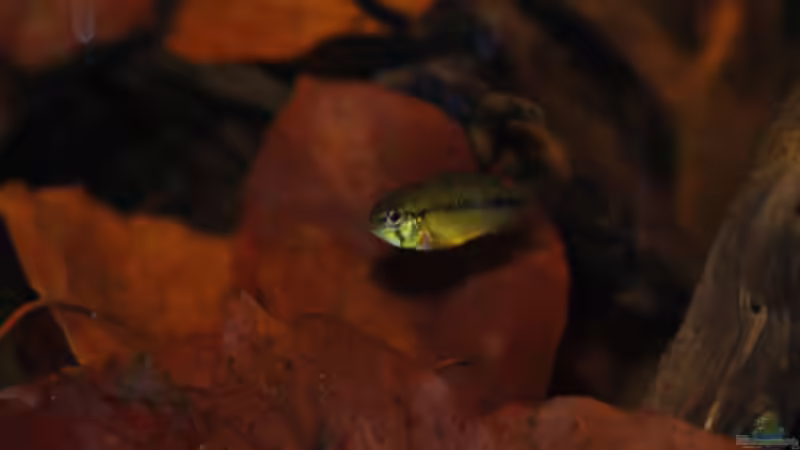 Besatz im Aquarium Kellerbecken von Cichlid Power (83)