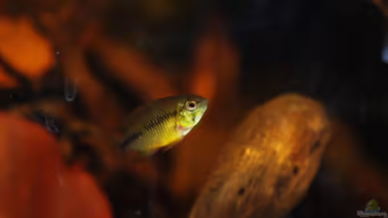 Besatz im Aquarium Kellerbecken von Cichlid Power (86)
