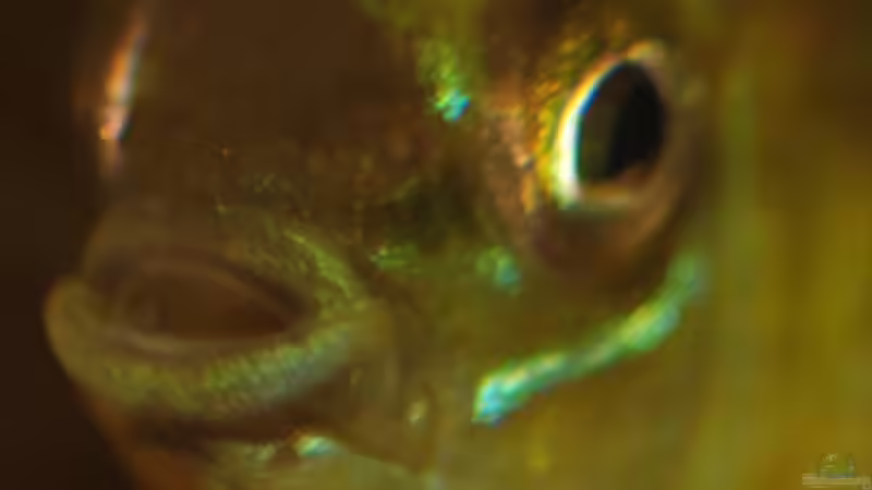 Besatz im Aquarium Kellerbecken von Cichlid Power (87)