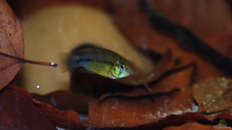 Besatz im Aquarium Kellerbecken von Cichlid Power (88)