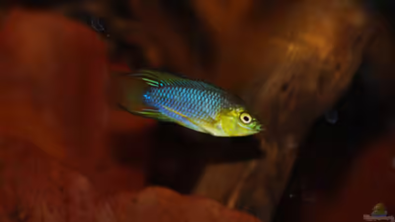 Besatz im Aquarium Kellerbecken von Cichlid Power (92)