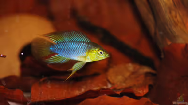 Besatz im Aquarium Kellerbecken von Cichlid Power (93)