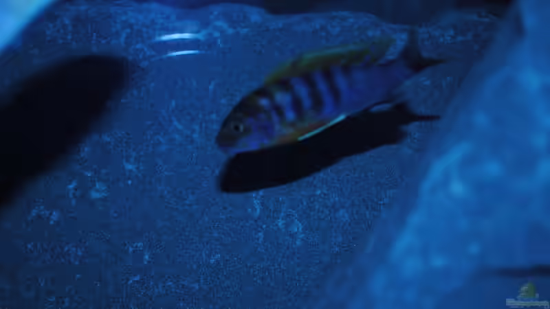 Besatz im Aquarium Kevins kleiner Malawi Traum von Kevin (11)