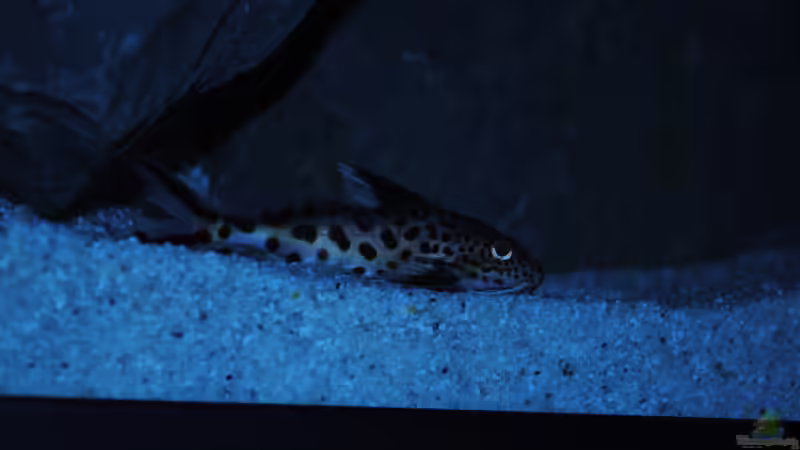 Besatz im Aquarium Kevins kleiner Malawi Traum von Kevin (12)