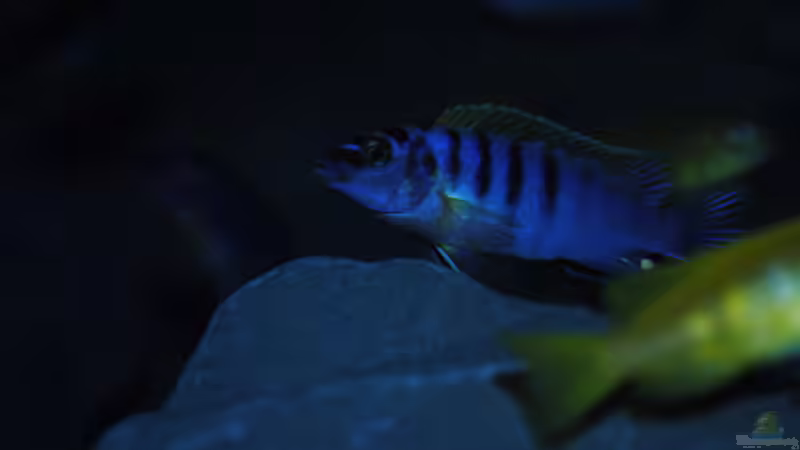 Besatz im Aquarium Kevins kleiner Malawi Traum von Kevin (14)