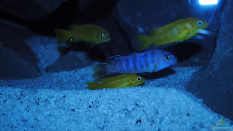Besatz im Aquarium Kevins kleiner Malawi Traum von Kevin (15)