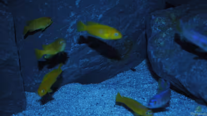 Besatz im Aquarium Kevins kleiner Malawi Traum von Kevin (16)