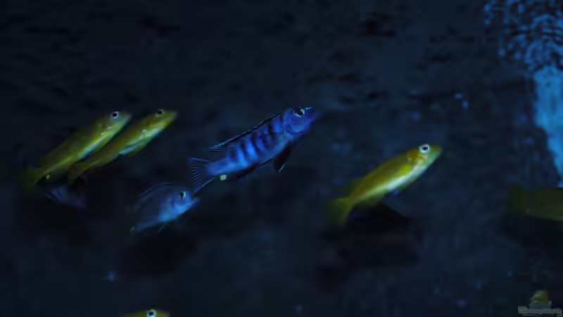 Besatz im Aquarium Kevins kleiner Malawi Traum von Kevin (17)