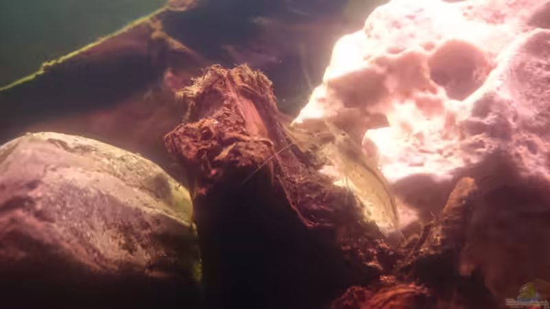 Besatz im Aquarium Kiesgrube von Z to the osel (10)