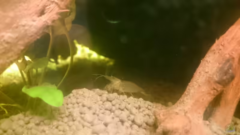 Besatz im Aquarium Kiesgrube von Z to the osel (11)