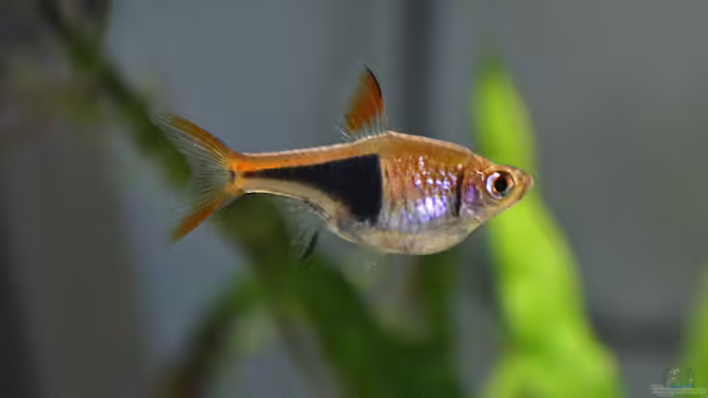 Besatz im Aquarium Kiesgrube von Z to the osel (12)