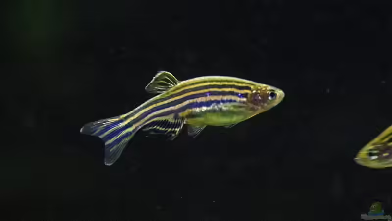 Besatz im Aquarium Kiesgrube von Z to the osel (13)