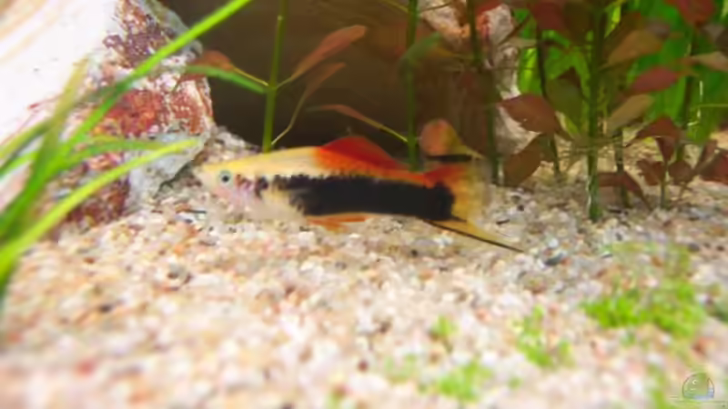 Besatz im Aquarium Kill-Bill von Kill-Bill (1)