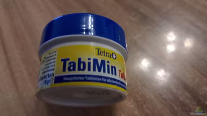 Besatz im Aquarium Kinabalu Hillstream Loaches von okefenokee (17)