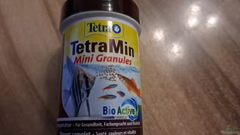 Besatz im Aquarium Kinabalu Hillstream Loaches von okefenokee (18)