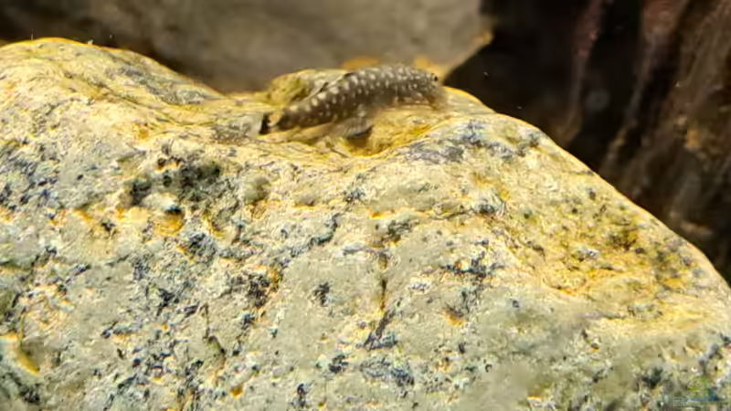Besatz im Aquarium Kinabalu Hillstream Loaches von okefenokee (30)
