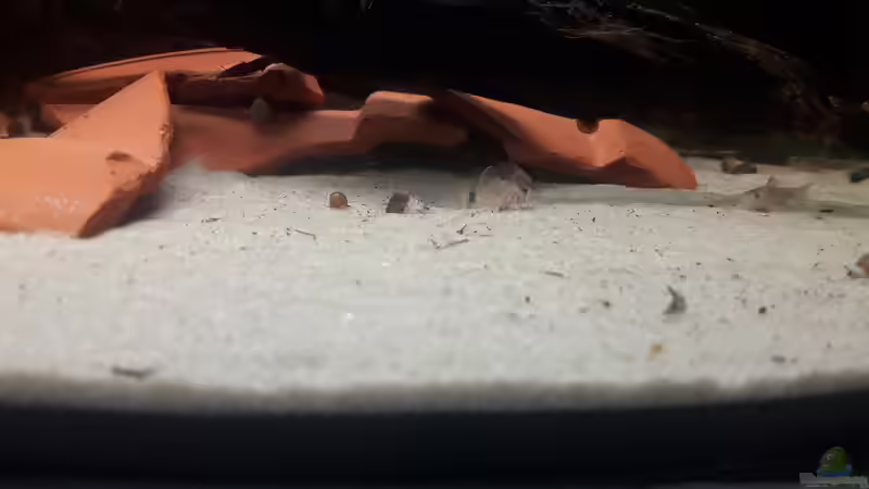 Besatz im Aquarium Kinderstube Corydoras panda (Nurnoch als Beispiel) von Fichte (10)