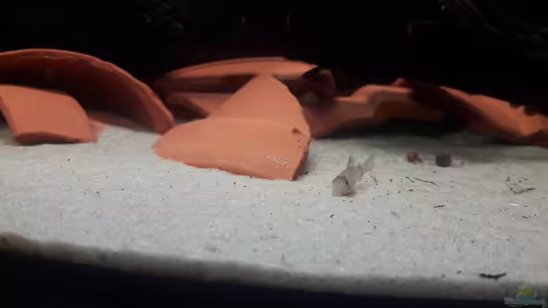 Besatz im Aquarium Kinderstube Corydoras panda (Nurnoch als Beispiel) von Fichte (11)