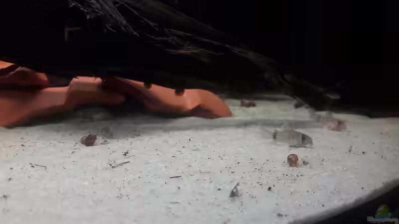 Besatz im Aquarium Kinderstube Corydoras panda (Nurnoch als Beispiel) von Fichte (12)