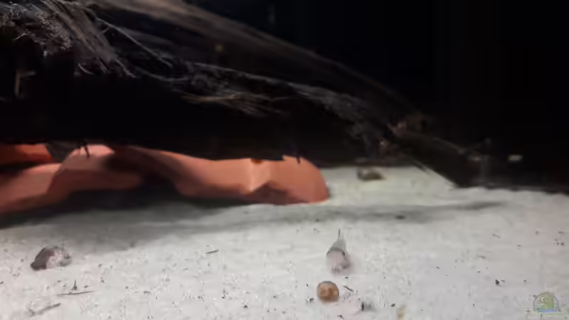 Besatz im Aquarium Kinderstube Corydoras panda (Nurnoch als Beispiel) von Fichte (8)