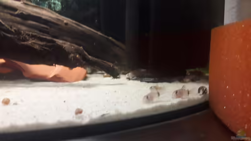 Besatz im Aquarium Kinderstube Corydoras panda (Nurnoch als Beispiel) von Fichte (9)