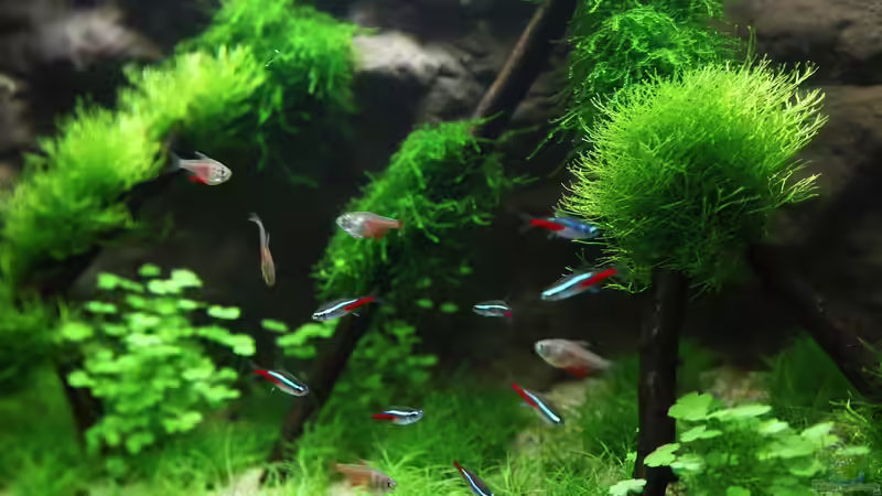 Besatz im Aquarium Kinderzimmerbecken von Tilo Schmiedl (20)