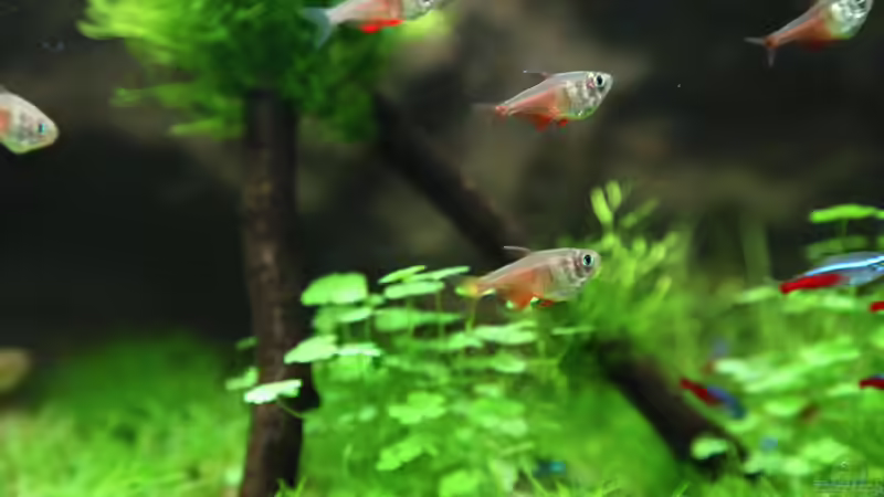 Besatz im Aquarium Kinderzimmerbecken von Tilo Schmiedl (21)