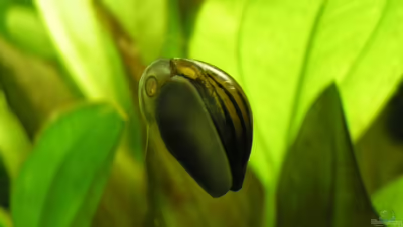 Besatz im Aquarium KiZi-Aqua von Peggy (12)