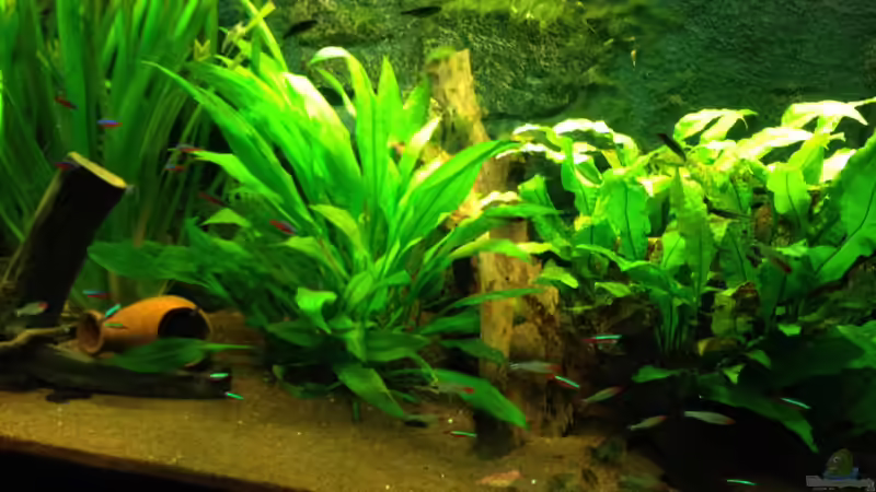 Besatz im Aquarium Klassisches Gesellschaftsaquarium von Hage81 (21)