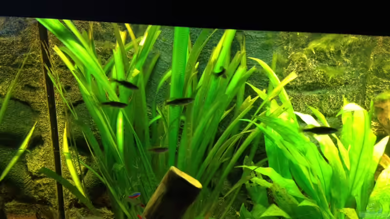 Besatz im Aquarium Klassisches Gesellschaftsaquarium von Hage81 (22)