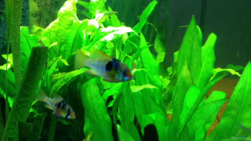 Besatz im Aquarium Klassisches Gesellschaftsaquarium von Hage81 (25)