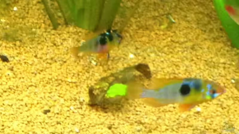 Besatz im Aquarium Klassisches Gesellschaftsaquarium von Hage81 (26)