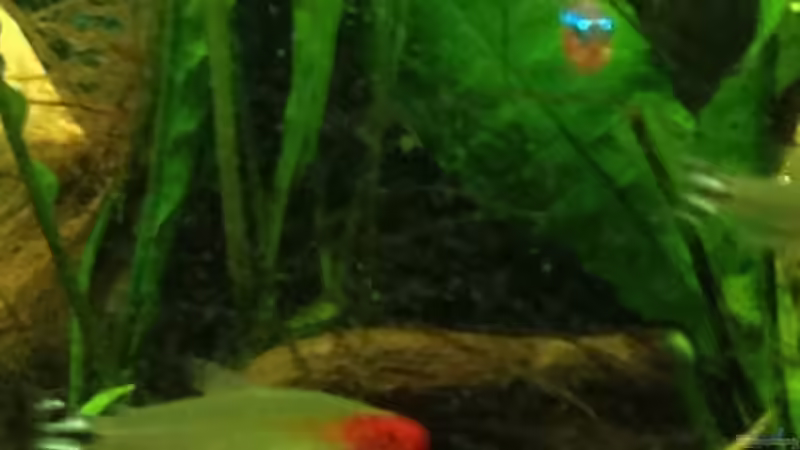 Besatz im Aquarium Klassisches Gesellschaftsaquarium von Hage81 (28)