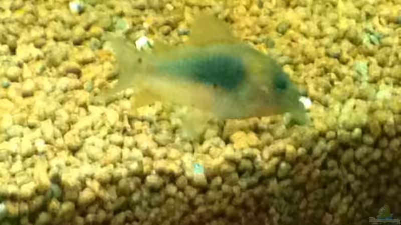 Besatz im Aquarium Klassisches Gesellschaftsaquarium von Hage81 (29)