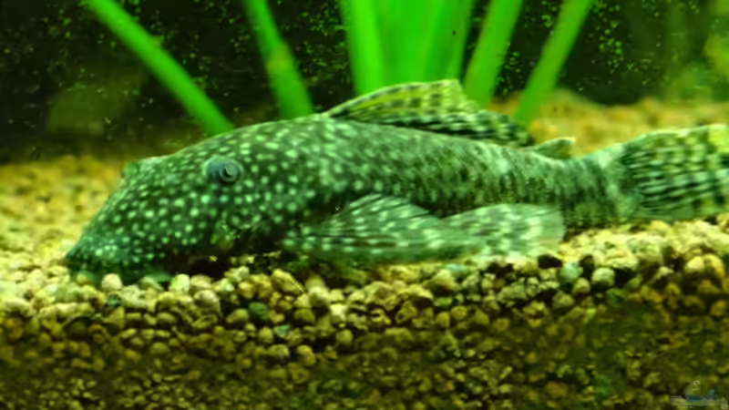 Besatz im Aquarium Klassisches Gesellschaftsaquarium von Hage81 (30)