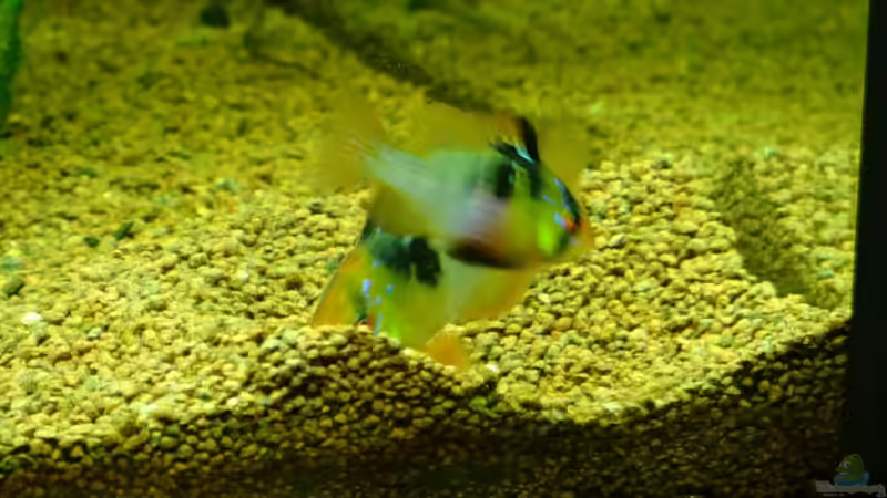 Besatz im Aquarium Klassisches Gesellschaftsaquarium von Hage81 (31)