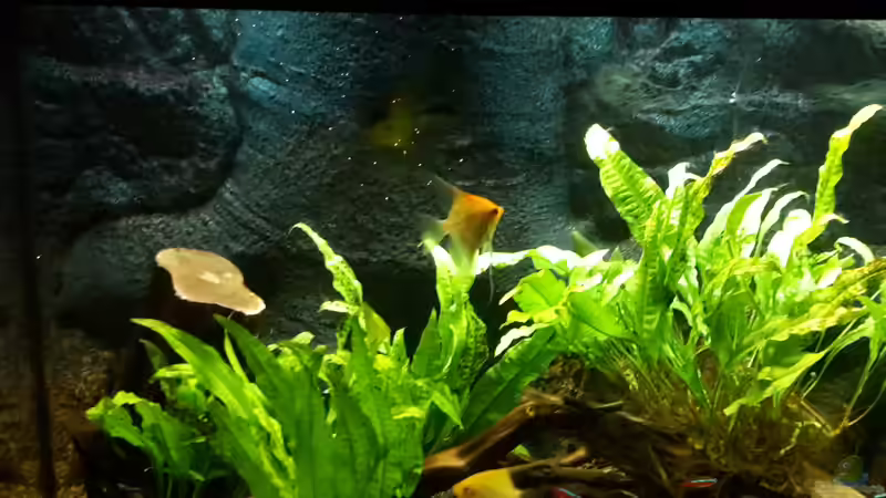 Besatz im Aquarium Klassisches Gesellschaftsaquarium von Hage81 (32)