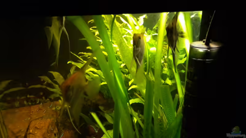 Besatz im Aquarium Klassisches Gesellschaftsaquarium von Hage81 (33)