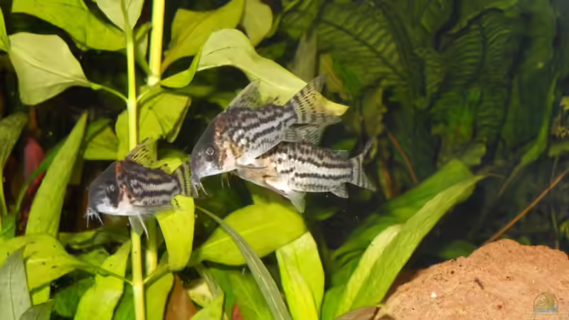 Besatz im Aquarium Kleene Pfütze von Kampfstulle (11)