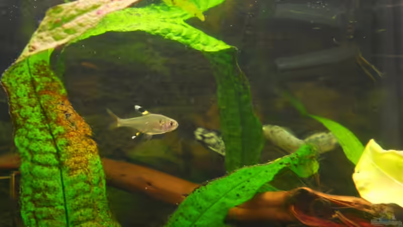 Besatz im Aquarium Kleene Pfütze von Kampfstulle (16)