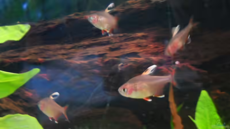 Besatz im Aquarium Kleene Pfütze von Kampfstulle (17)